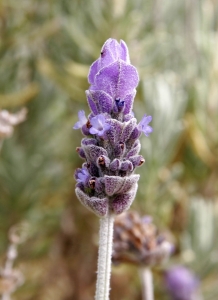 Lavender02-1